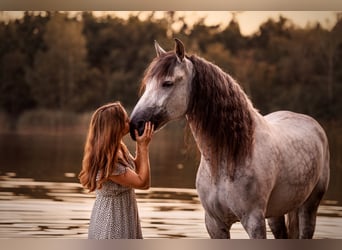 PRE Mix, Wallach, 11 Jahre, 162 cm, Apfelschimmel