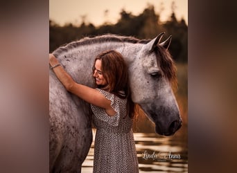 PRE Mix, Wallach, 11 Jahre, 162 cm, Apfelschimmel