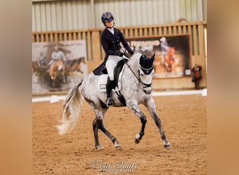 PRE Mix, Wallach, 11 Jahre, 162 cm, Apfelschimmel