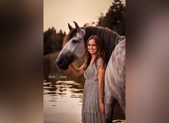 PRE Mix, Wallach, 11 Jahre, 162 cm, Apfelschimmel