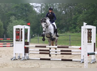 PRE Mix, Wallach, 11 Jahre, 162 cm, Apfelschimmel