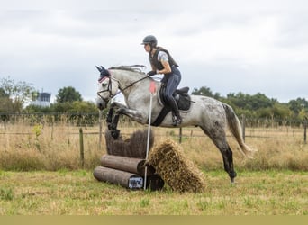 PRE Mix, Wallach, 11 Jahre, 162 cm, Apfelschimmel