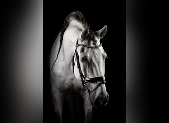 PRE Mix, Wallach, 11 Jahre, 162 cm, Apfelschimmel