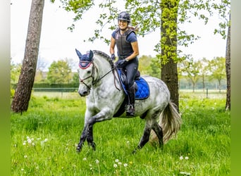 PRE Mix, Wallach, 11 Jahre, 162 cm, Apfelschimmel