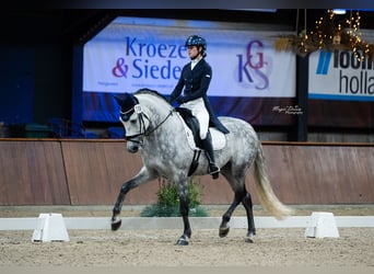 PRE Mix, Wallach, 11 Jahre, 162 cm, Apfelschimmel