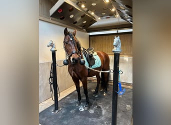 PRE Mix, Wallach, 11 Jahre, 162 cm, Brauner