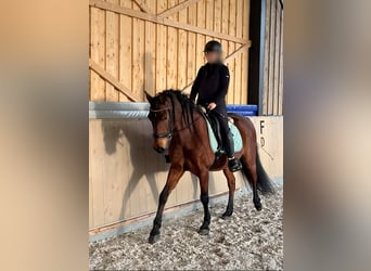 PRE Mix, Wallach, 11 Jahre, 162 cm, Brauner