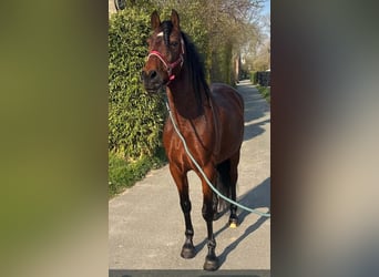 PRE, Wallach, 11 Jahre, 162 cm, Brauner