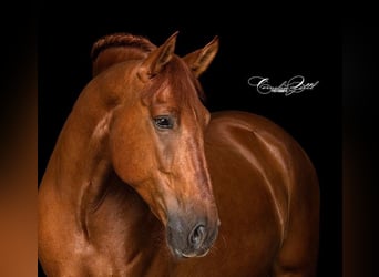 PRE Mix, Wallach, 11 Jahre, 162 cm, Fuchs