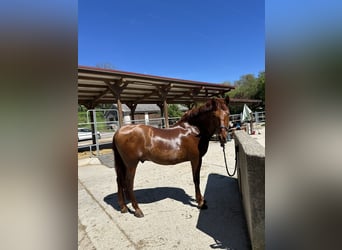 PRE Mix, Wallach, 11 Jahre, 162 cm, Fuchs