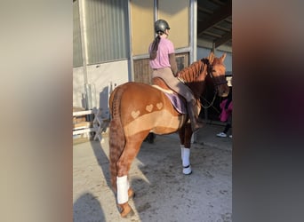 PRE, Wallach, 11 Jahre, 162 cm, Fuchs