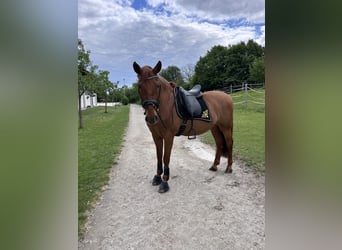 PRE, Wallach, 11 Jahre, 162 cm, Fuchs