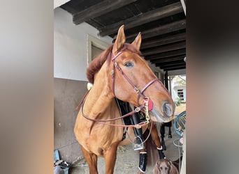 PRE, Wallach, 11 Jahre, 162 cm, Fuchs