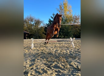 PRE, Wallach, 11 Jahre, 162 cm, Fuchs