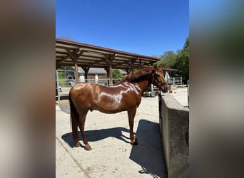 PRE, Wallach, 11 Jahre, 162 cm, Fuchs