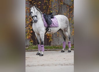 PRE Mix, Wallach, 11 Jahre, 162 cm, Schimmel