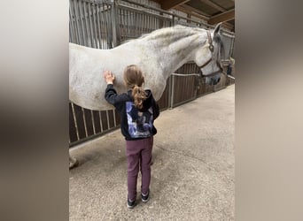 PRE Mix, Wallach, 11 Jahre, 162 cm, Schimmel