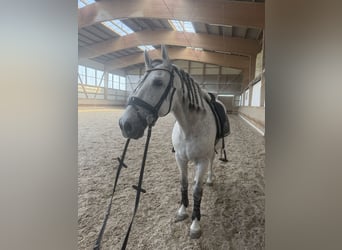 PRE Mix, Wallach, 11 Jahre, 162 cm, Schimmel