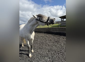 PRE Mix, Wallach, 11 Jahre, 162 cm, Schimmel