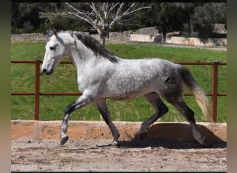 PRE Mix, Wallach, 11 Jahre, 162 cm, Schimmel