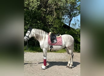 PRE Mix, Wallach, 11 Jahre, 162 cm, Schimmel