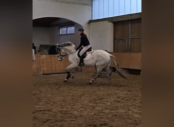 PRE, Wallach, 11 Jahre, 164 cm, Apfelschimmel