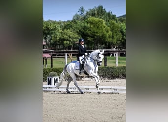 PRE, Wallach, 11 Jahre, 164 cm, Schimmel