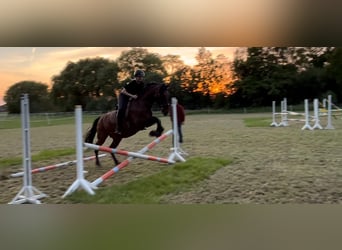 PRE Mix, Wallach, 11 Jahre, 165 cm, Brauner