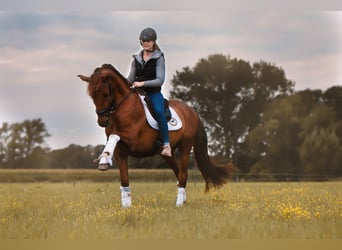 PRE Mix, Wallach, 11 Jahre, 165 cm, Fuchs