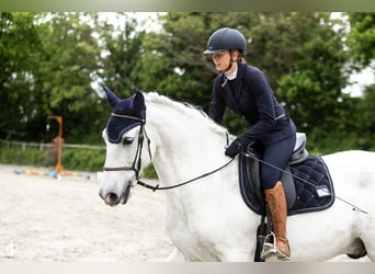 PRE, Wallach, 11 Jahre, 165 cm, Schimmel