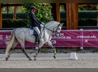 PRE Mix, Wallach, 11 Jahre, 165 cm, Schimmel