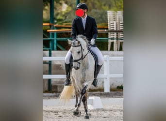 PRE Mix, Wallach, 11 Jahre, 165 cm, Schimmel