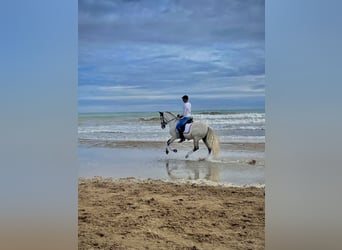 PRE Mix, Wallach, 11 Jahre, 165 cm, Schimmel