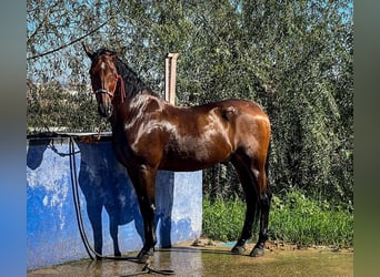 PRE Mix, Wallach, 11 Jahre, 166 cm, Hellbrauner