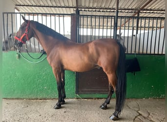 PRE Mix, Wallach, 11 Jahre, 166 cm, Hellbrauner