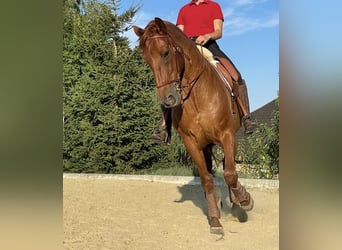 PRE, Wallach, 11 Jahre, 167 cm, Fuchs