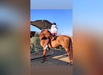 PRE, Wallach, 11 Jahre, 167 cm, Fuchs