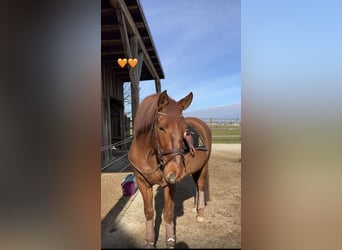 PRE, Wallach, 11 Jahre, 167 cm, Fuchs