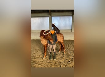 PRE, Wallach, 11 Jahre, 167 cm, Fuchs