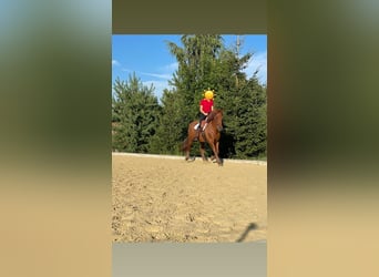 PRE, Wallach, 11 Jahre, 167 cm, Fuchs