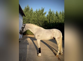 PRE Mix, Wallach, 11 Jahre, 167 cm, Schimmel