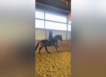 PRE Mix, Wallach, 11 Jahre, 168 cm, Brauner