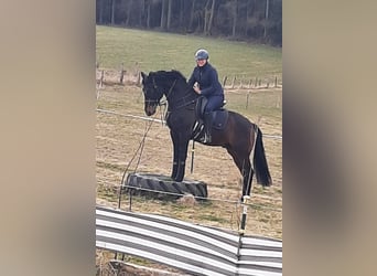 PRE Mix, Wallach, 11 Jahre, 168 cm, Brauner