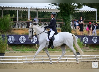 PRE Mix, Wallach, 11 Jahre, 168 cm, Fliegenschimmel