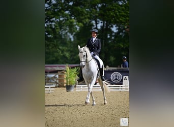 PRE Mix, Wallach, 11 Jahre, 168 cm, Fliegenschimmel