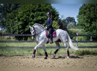 PRE Mix, Wallach, 11 Jahre, 168 cm, Schimmel