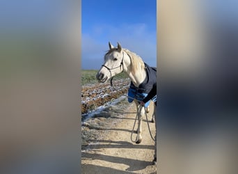 PRE, Wallach, 11 Jahre, 168 cm, Schimmel