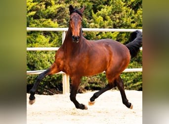 PRE Mix, Wallach, 11 Jahre, 170 cm, Brauner