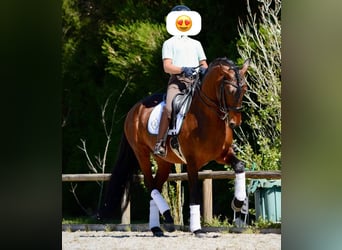PRE Mix, Wallach, 11 Jahre, 170 cm, Brauner