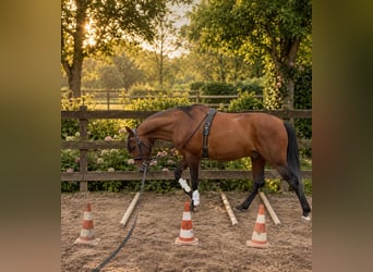 PRE, Wallach, 11 Jahre, 170 cm, Brauner